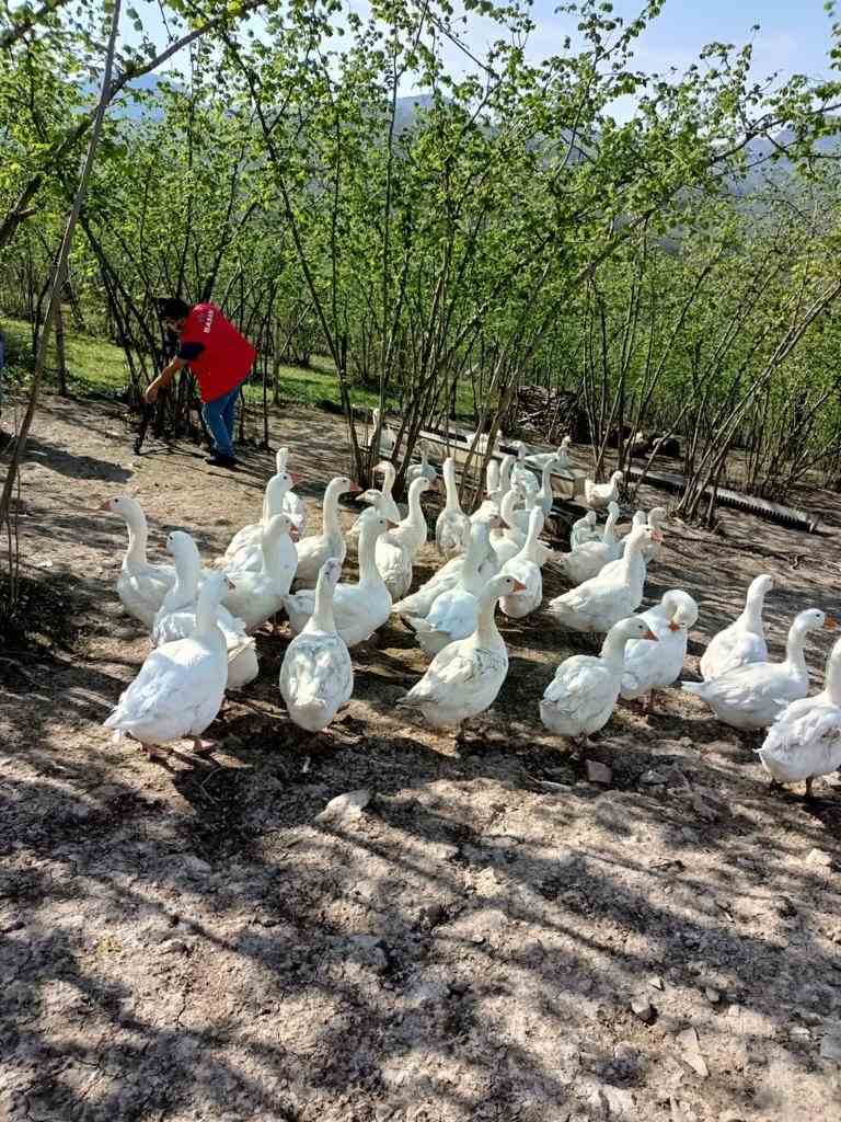 Ordu Büyükşehir Belediyesi