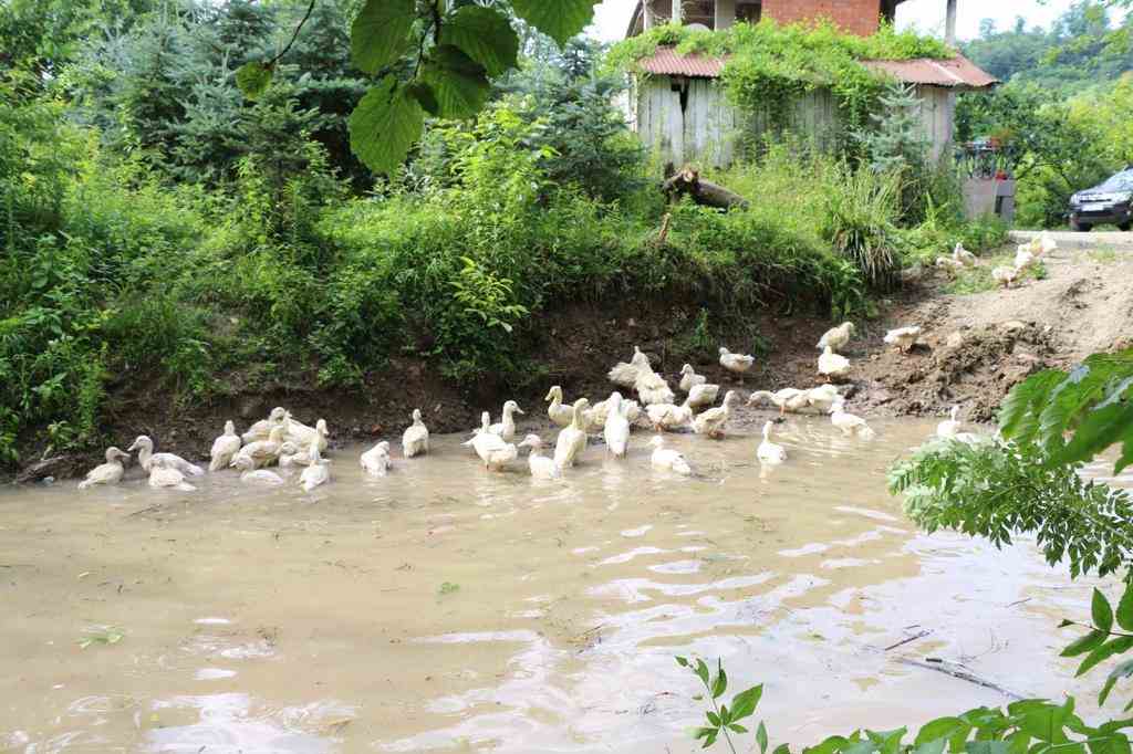 Ordu Büyükşehir Belediyesi