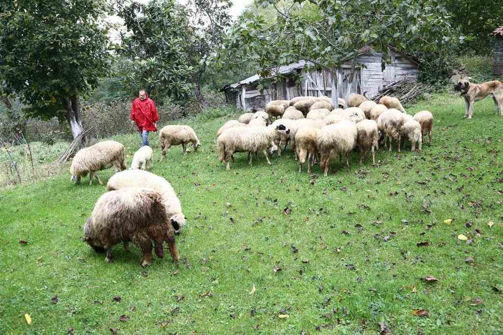 Ordu Büyükşehir Belediyesi