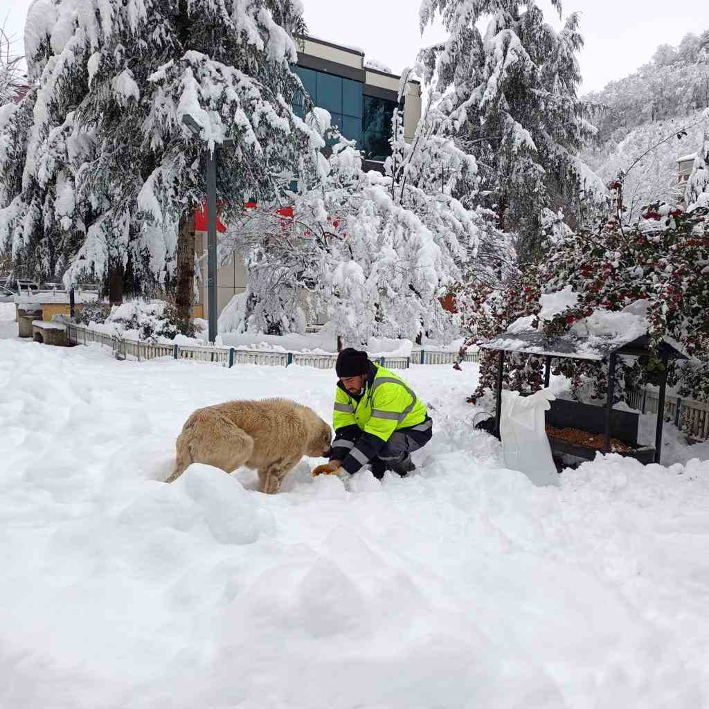 Ordu Büyükşehir Belediyesi