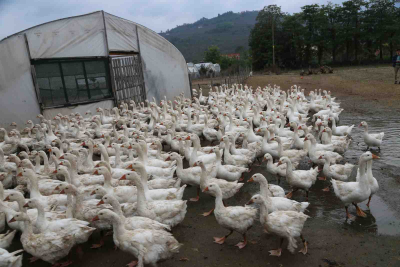 BAŞKAN GÜLER BİRE DÖRT KAZANDIRDI!