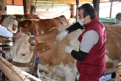 BÜYÜKŞEHİR’DEN HAYVANCILIĞA DEV DESTEK