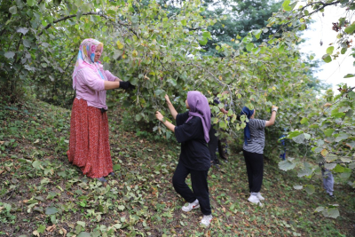FINDIK DALDA AKLIN İŞÇİDE KALMIYOR
