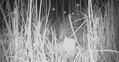 KURNAZ TİLKİ İŞ BAŞINDA