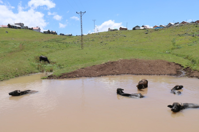 MANDALARIN KEYFİ YERİNDE