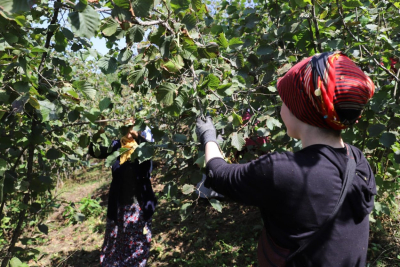 ORDU’DA FINDIK TOPLAMAYA REKOR BAŞVURU