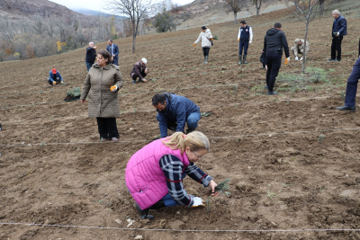 ORDU LAVANTA KOKACAK