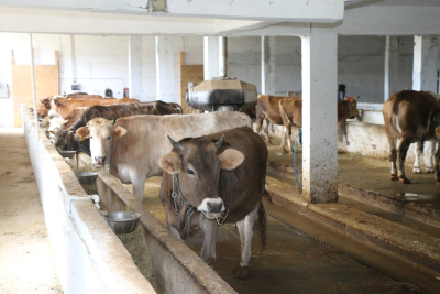 “SÜT EVİ” PROJESİ BÜYÜYOR!