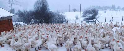 YAYLALAR KAZLARLA ŞENLENDİ
