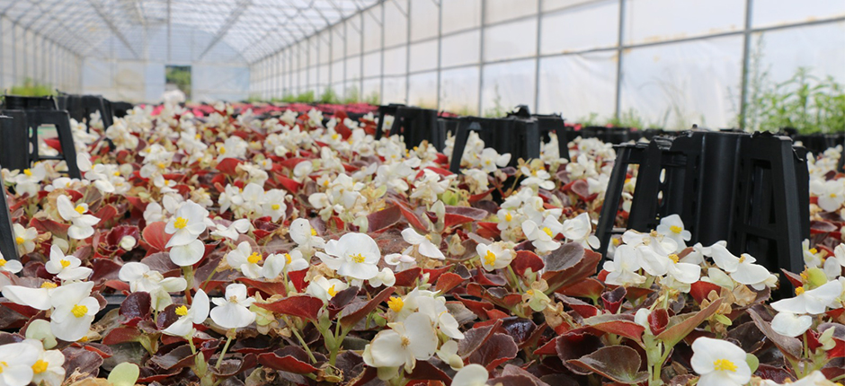 ALIM GARANTİLİ GÜZELLİK!