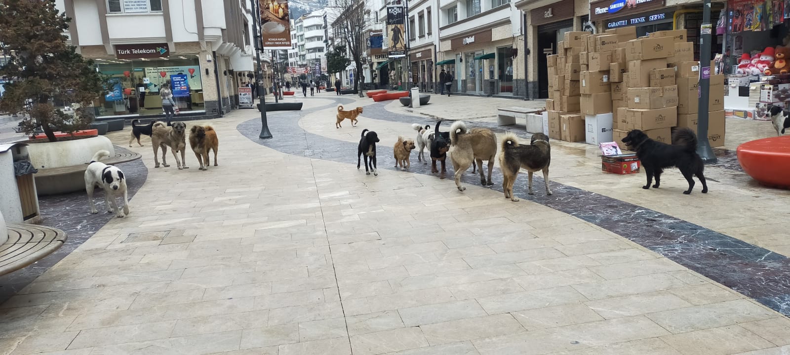 AMAÇ YOK ETMEK DEĞİL, POPÜLASYONU DENGEDE TUTMAK