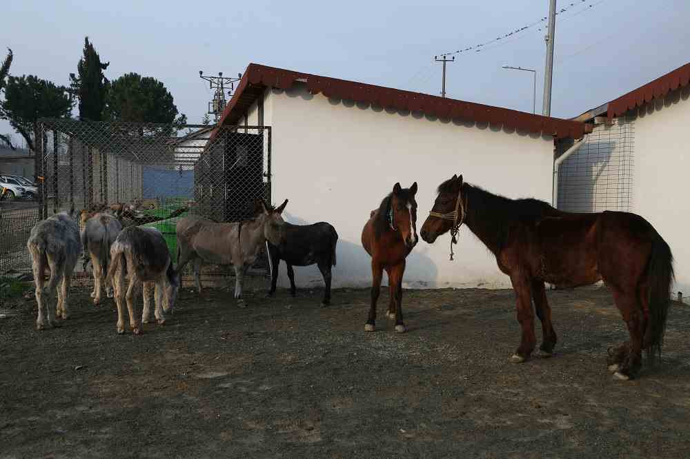 BAKIMEVİNİN DAVETSİZ MİSAFİRLERİ