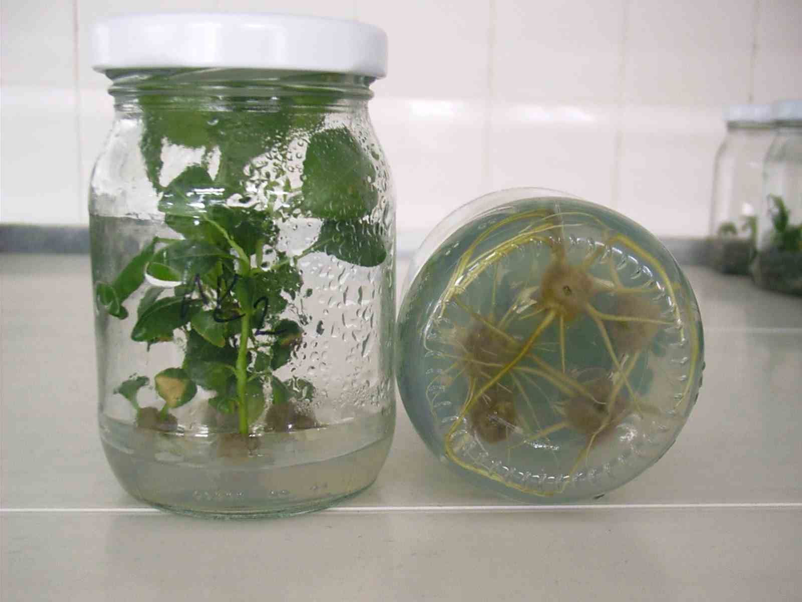 BÜYÜKŞEHİR’DEN TARIMI AYAĞA KALDIRACAK PROJE