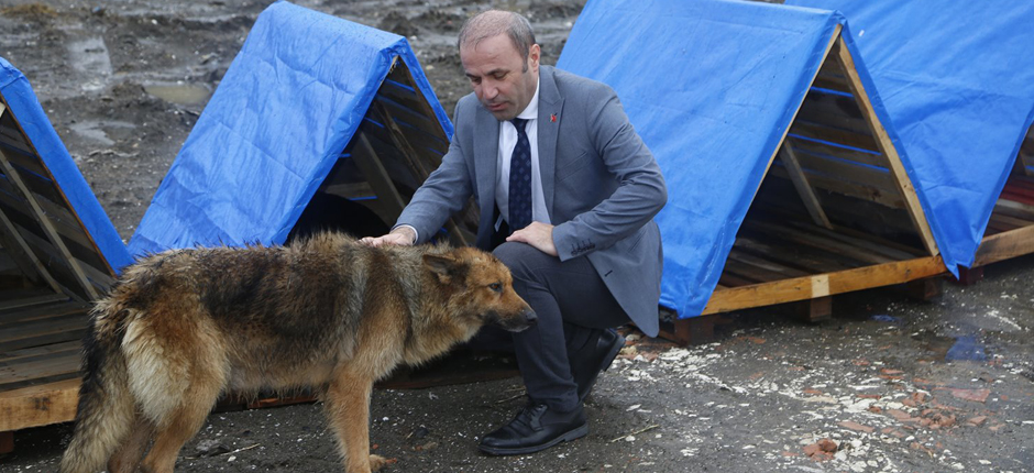 BÜYÜKŞEHİRDEN SOKAK HAYVANLARINA KULÜBE