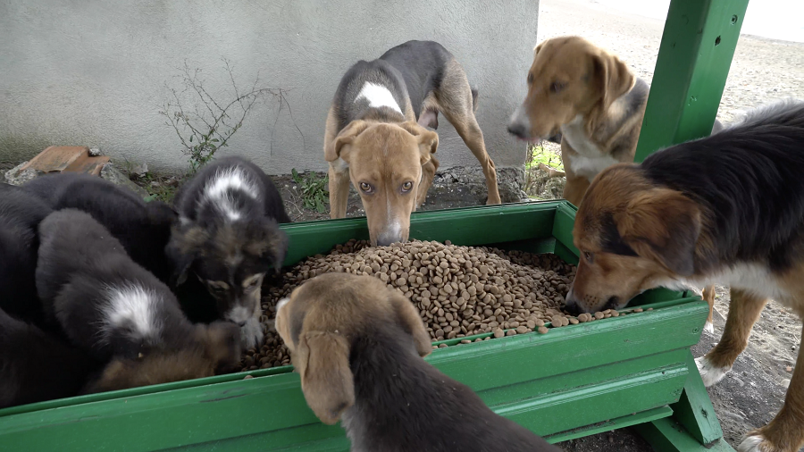 CAN DOSTLARA 85 TON MAMA