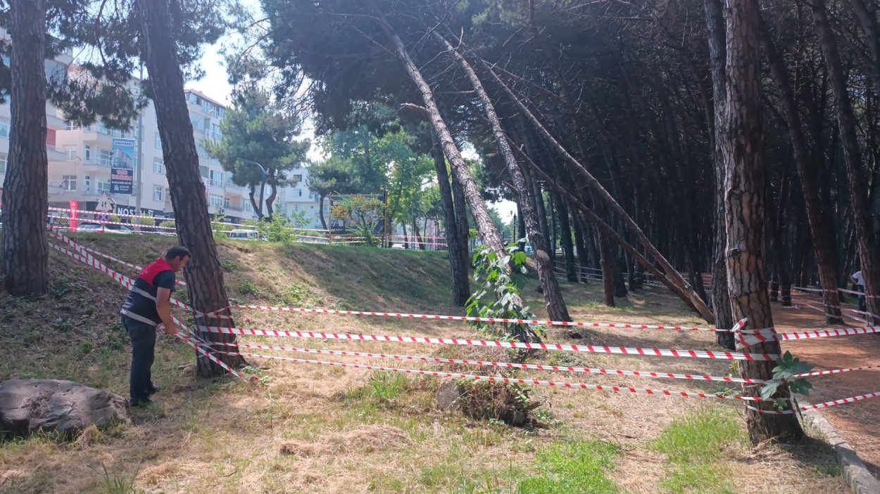 CAN VE MAL GÜVENLİĞİNİ TEHDİT EDEN AĞAÇLARA MÜDAHALE EDİLECEK