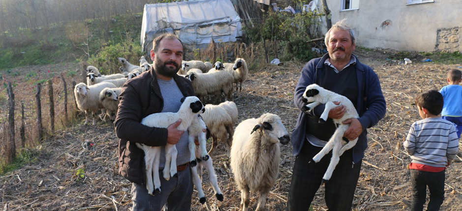 DAMIZLIK KOYUN ÜÇÜZ DOĞURDU
