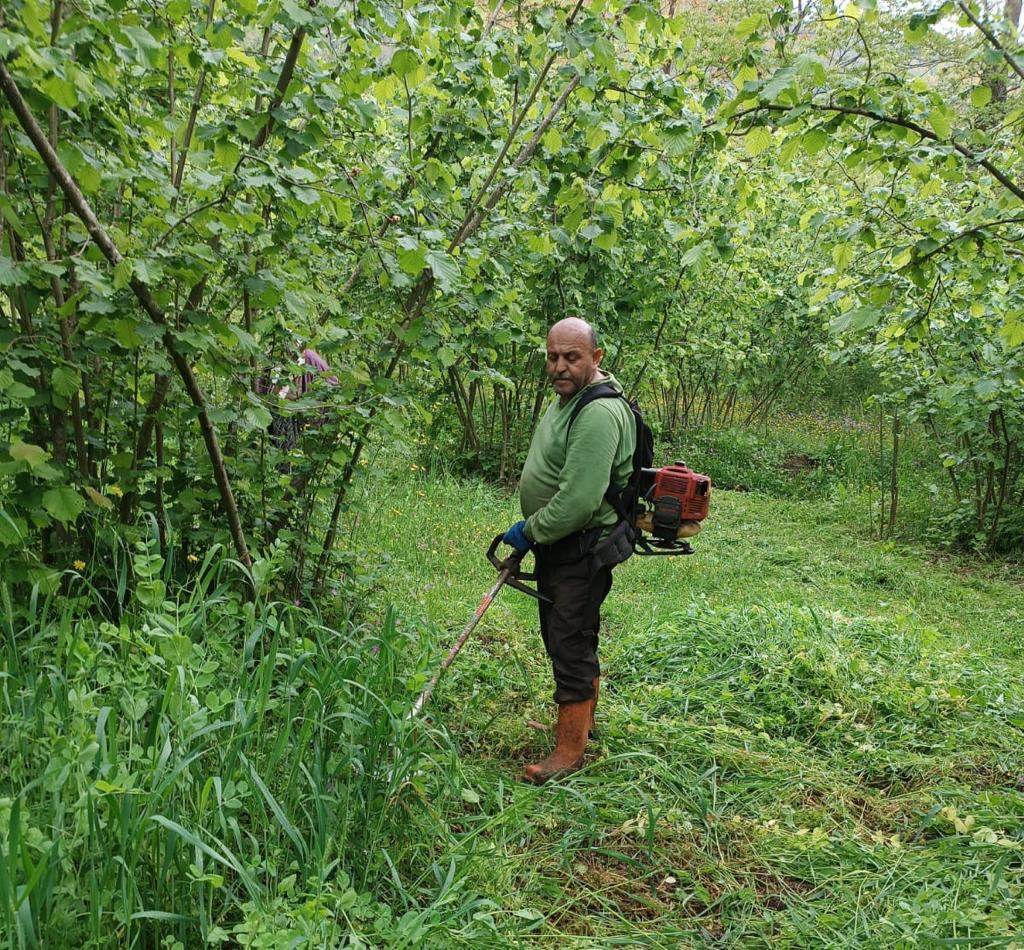 FINDIK BAHÇELERİ KABA YEM EKİM ALANINA DÖNÜŞTÜ