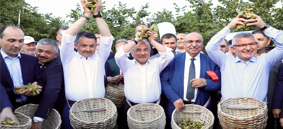 FINDIK HASADI ŞEN BAŞLADI