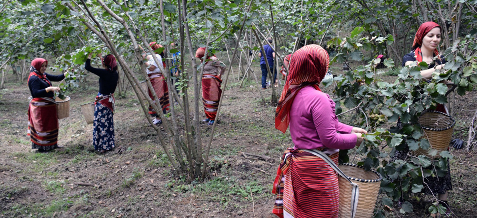  FINDIK İŞÇİLİĞİNDE REFORM