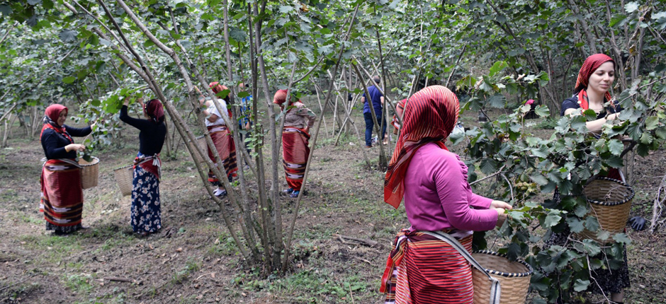 FINDIK TOPLAMAYA BÜYÜKŞEHİR ELİ DOKUNUYOR