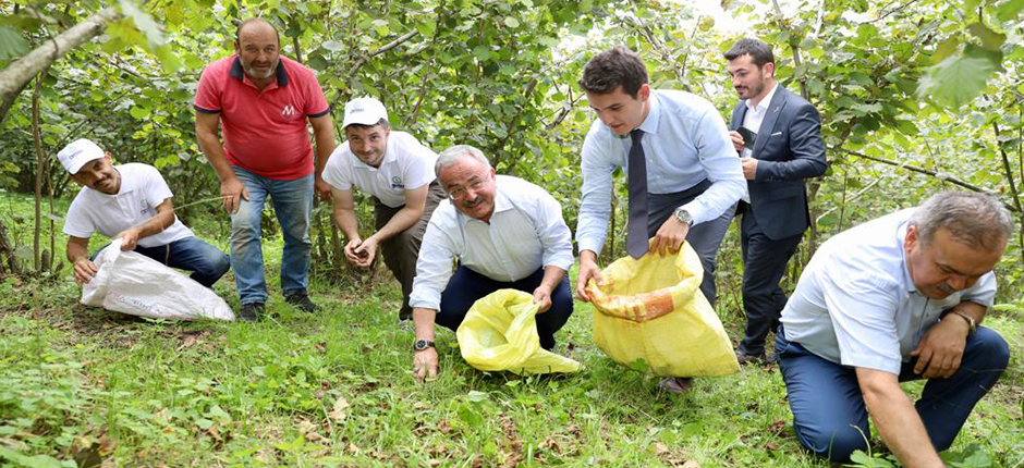HİLMİ GÜLER, FINDIK BAHÇESİNDE