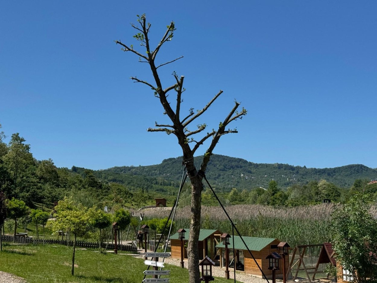 KESİLECEK AĞACI BÜYÜKŞEHİR BELEDİYESİ KURTARDI