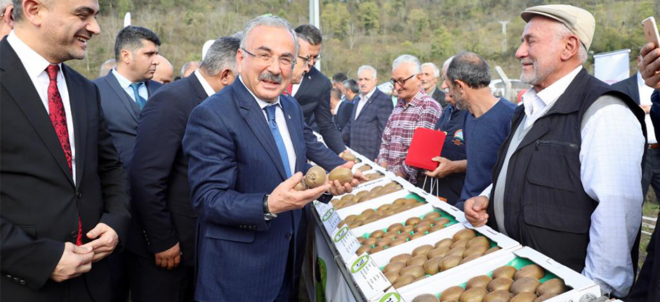 KİVİ ÜRETİCİLERİ HASAT ŞENLİĞİNDE