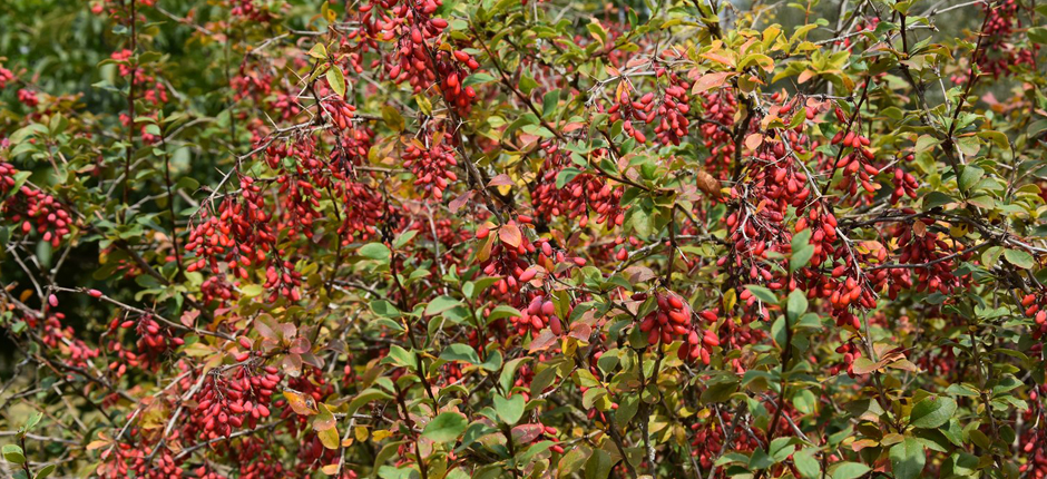 KUŞBURNU GEÇİM KAYNAĞI OLUYOR