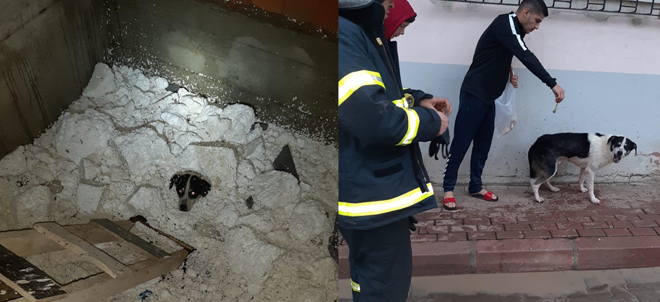 MAHSUR KALAN KÖPEĞİ İTFAİYE EKİPLERİ KURTARDI