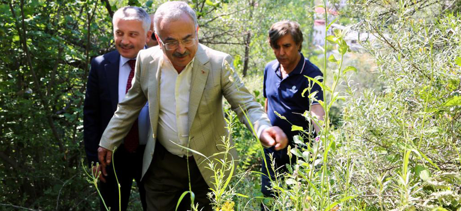 MESUDİYE’NİN BİTKİLERİ ŞİFA KAYNAĞI