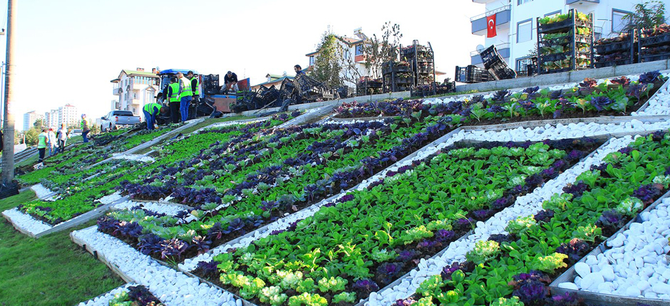 ORDU’DA ÇİÇEKLER AÇTI