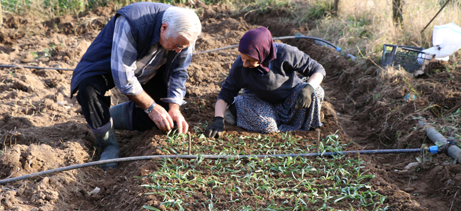 ORDU’DA SALEP ÜRETİMİNE BAŞLANDI