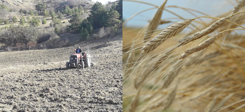 ORDU’DA SİYEZ BUĞDAYI DENEME EKİMİ YAPILDI