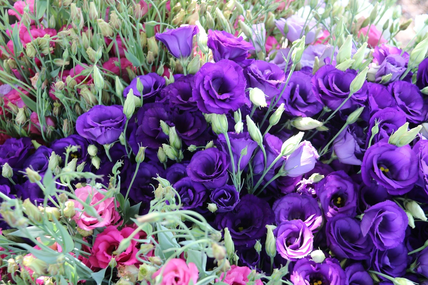 ORDU KESME ÇİÇEKTE DE ADINDAN SÖZ ETTİRECEK