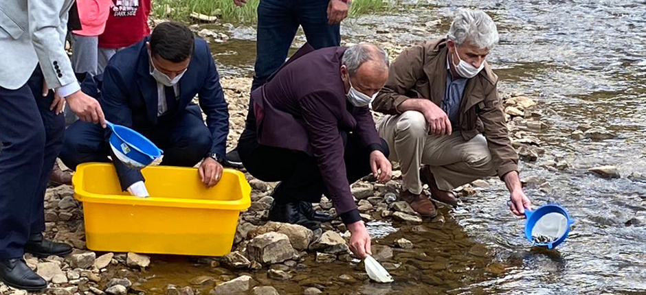 ORDU’NUN DERELERİNE 80 BİN ALABALIK BIRAKILDI