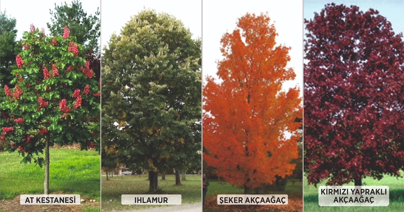 ÜNYE SAHİLİNDE YAYA GÜVENLİĞİNİ TEHDİT EDEN AĞAÇLAR TAŞINACAK