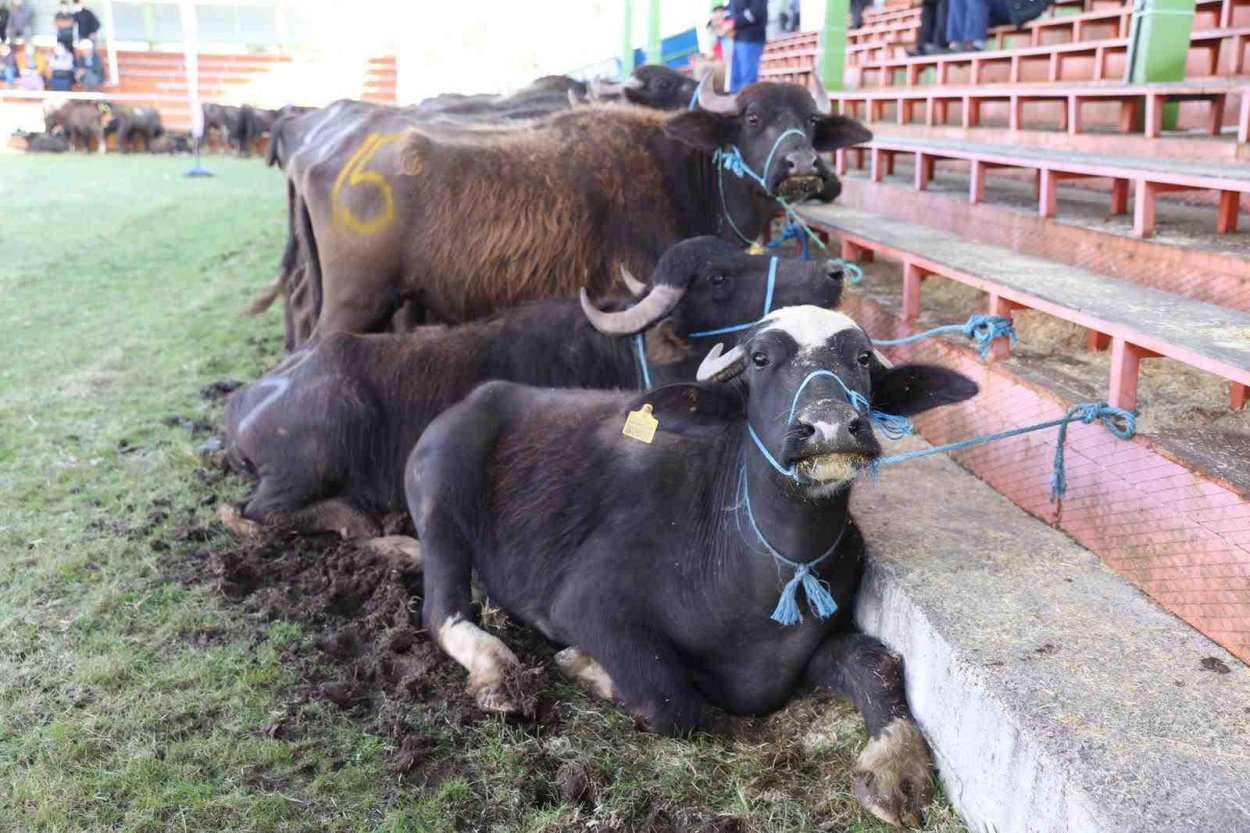 YOK OLMAK ÜZEREYDİ ŞİMDİ YENİDEN CANLANIYOR