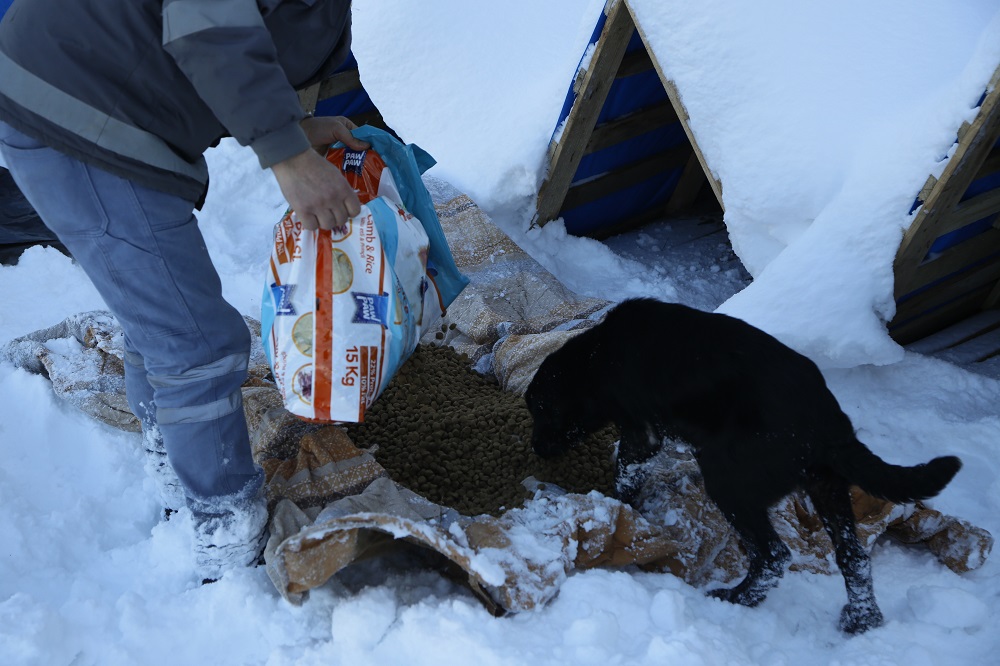 ZORLU KIŞ ŞARTLARINDA HAYVANLAR UNUTULMADI